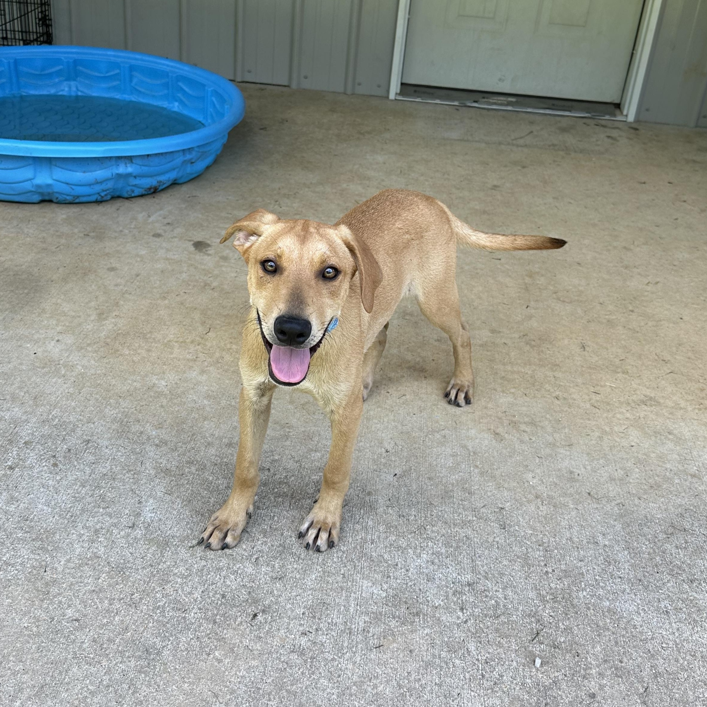Beckett, a Adoptable mixed breed in Little Rock, AR image 4/6