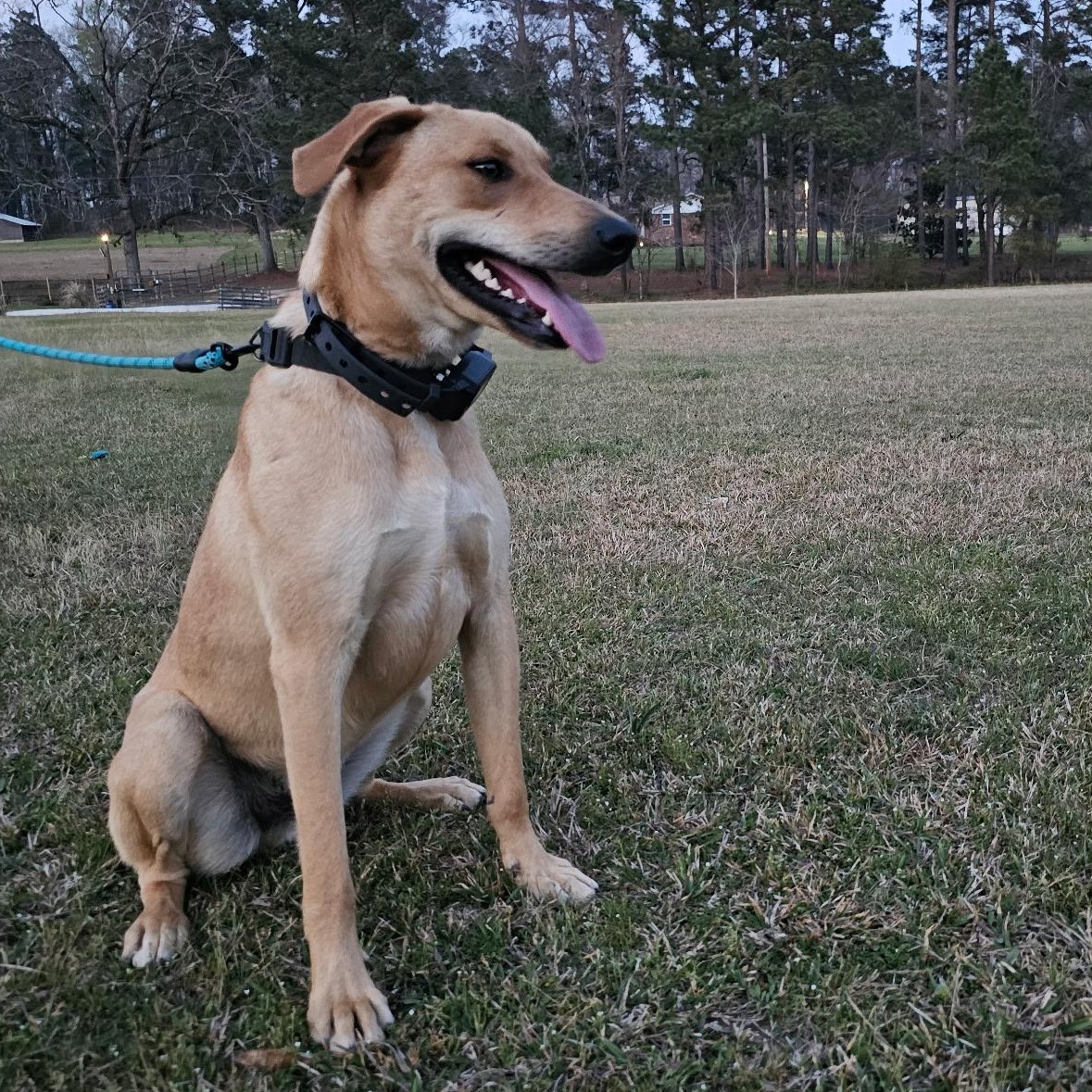 Beckett, a Adoptable mixed breed in Little Rock, AR image 2/4