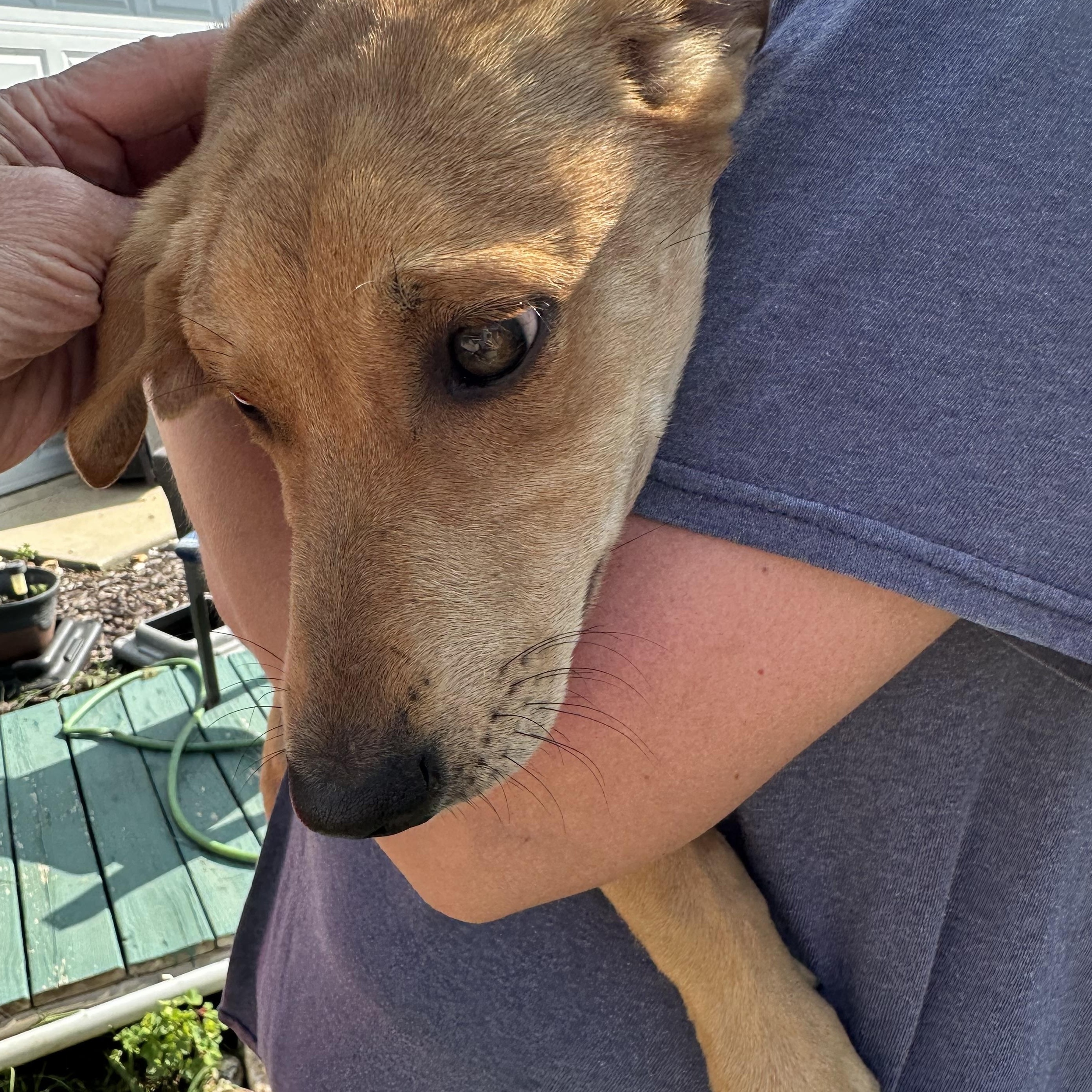 Beckett, a Adoptable mixed breed in Little Rock, AR image 2/6