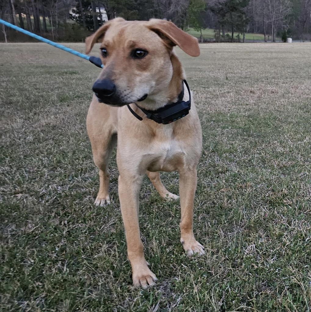 Beckett, a Adoptable mixed breed in Little Rock, AR image 3/4