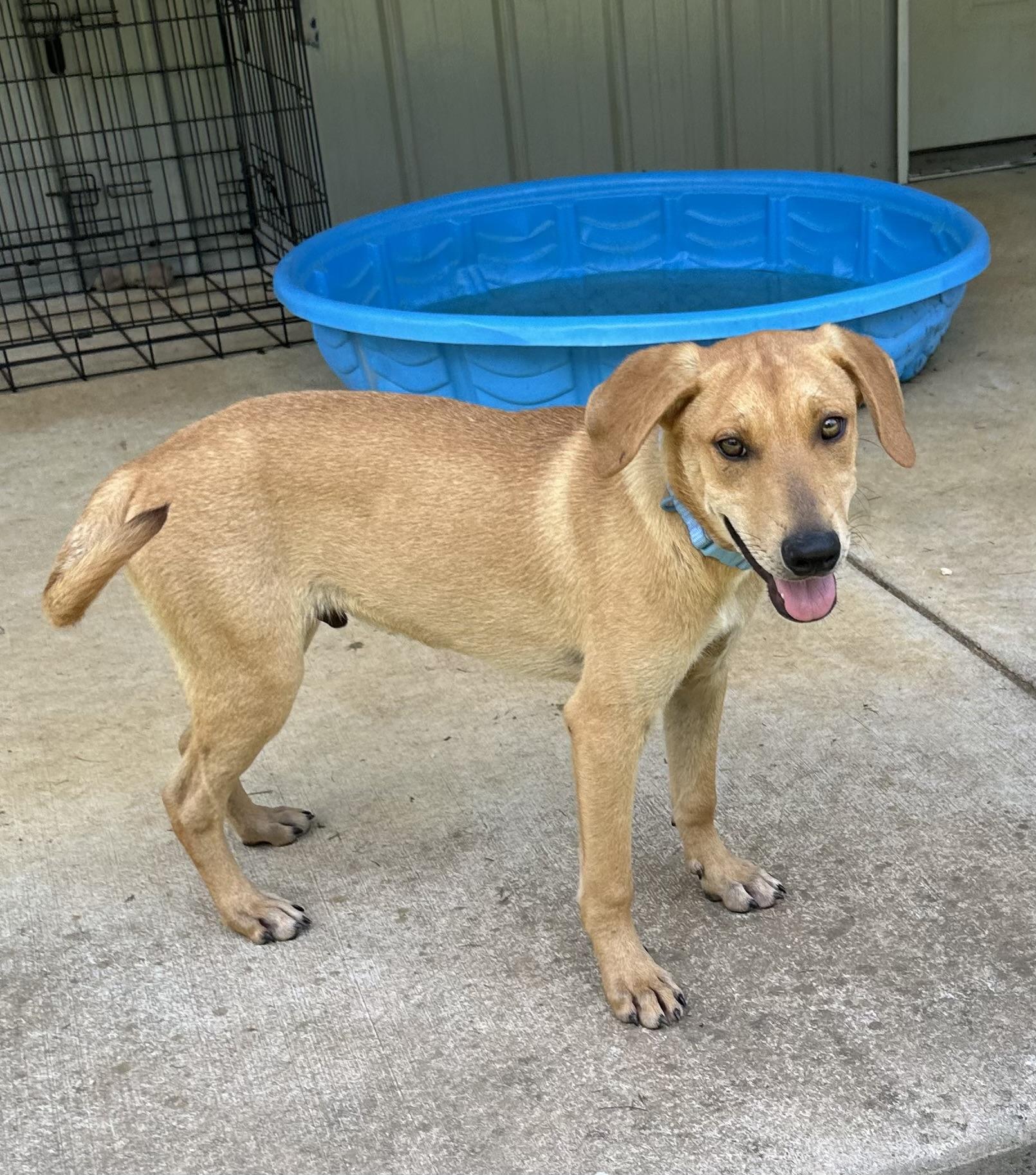 Beckett, a Adoptable mixed breed in Little Rock, AR image 5/6