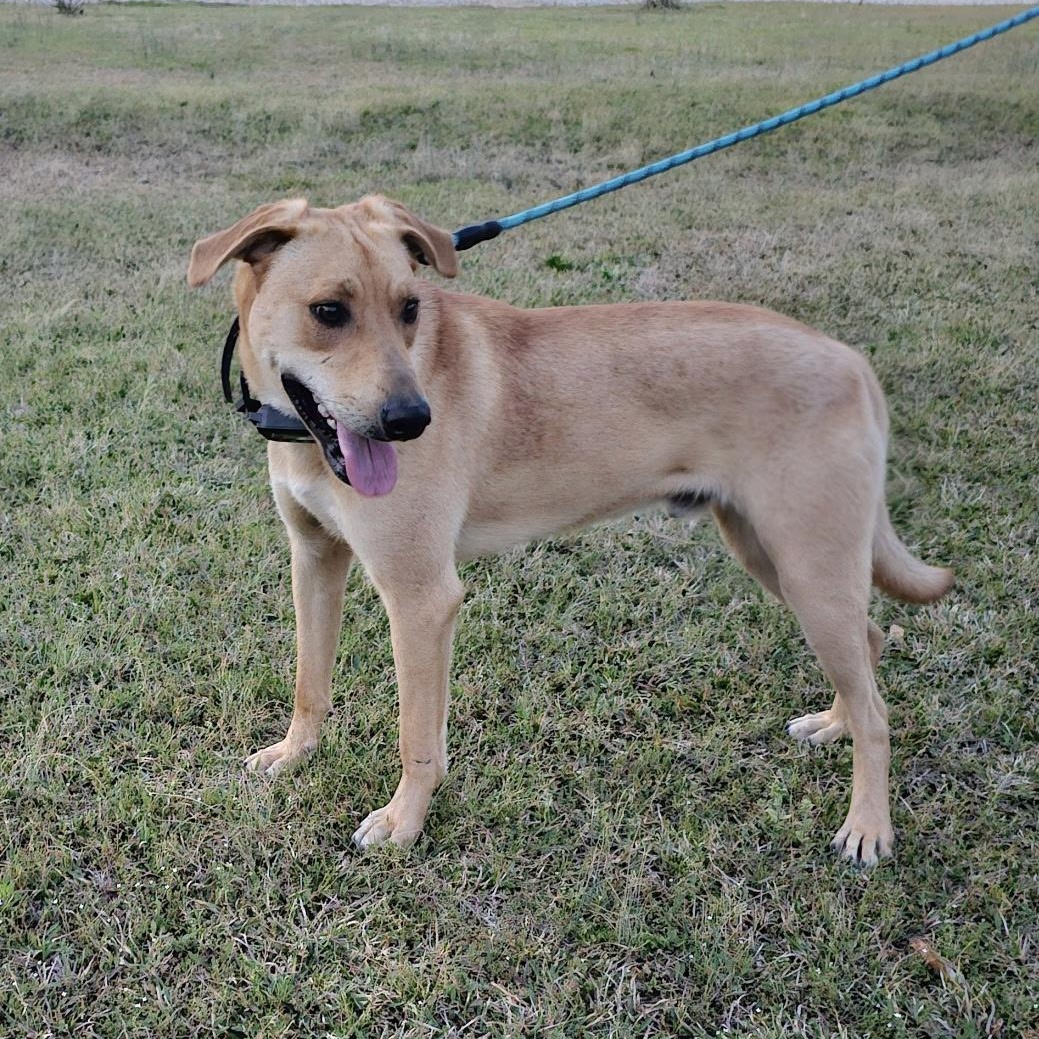 Beckett, Adoptable, Adult Male Labrador Retriever.