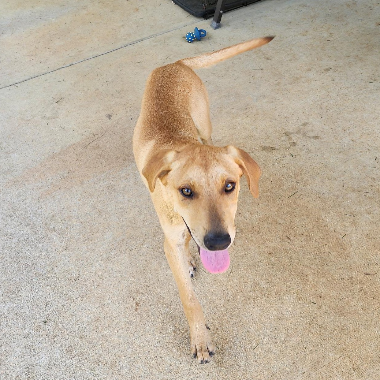 Beckett, a Adoptable mixed breed in Little Rock, AR image 3/6