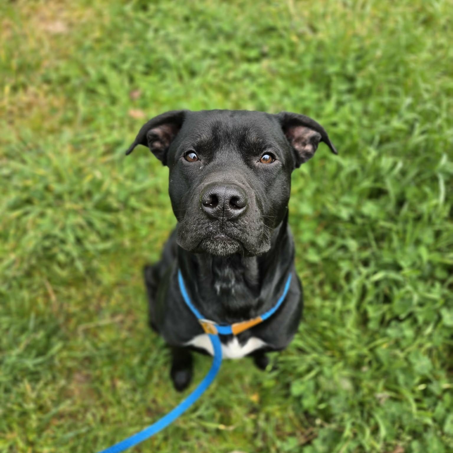 Enlarge Hoover, a ADOPTABLE mixed breed in Grants Pass, OR image 1/6
