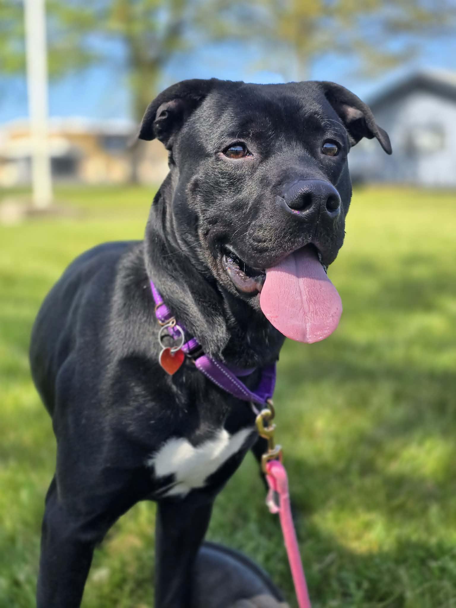 Enlarge Hoover, a ADOPTABLE mixed breed in Grants Pass, OR image 5/6