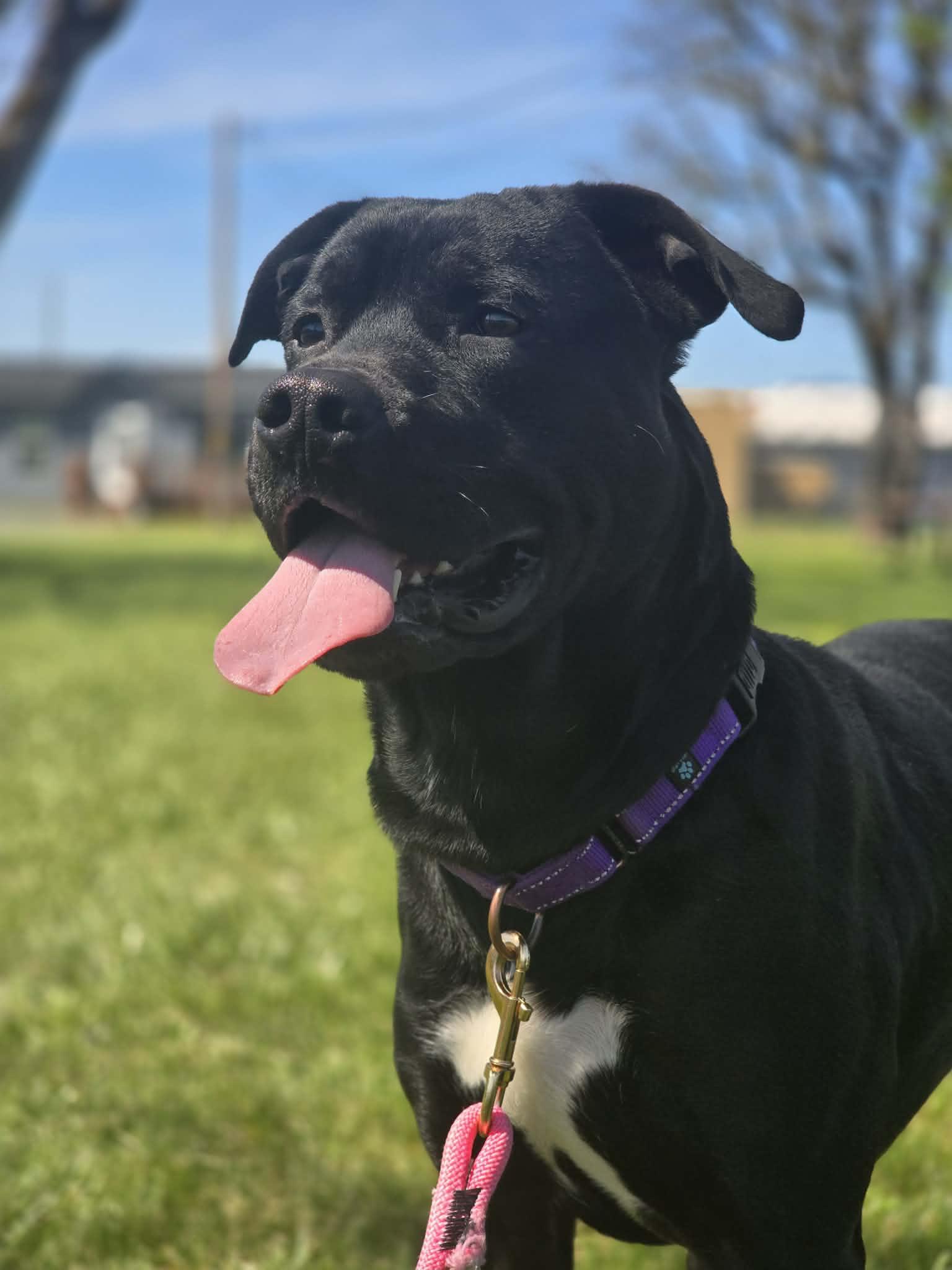 Enlarge Hoover, a ADOPTABLE mixed breed in Grants Pass, OR image 3/6