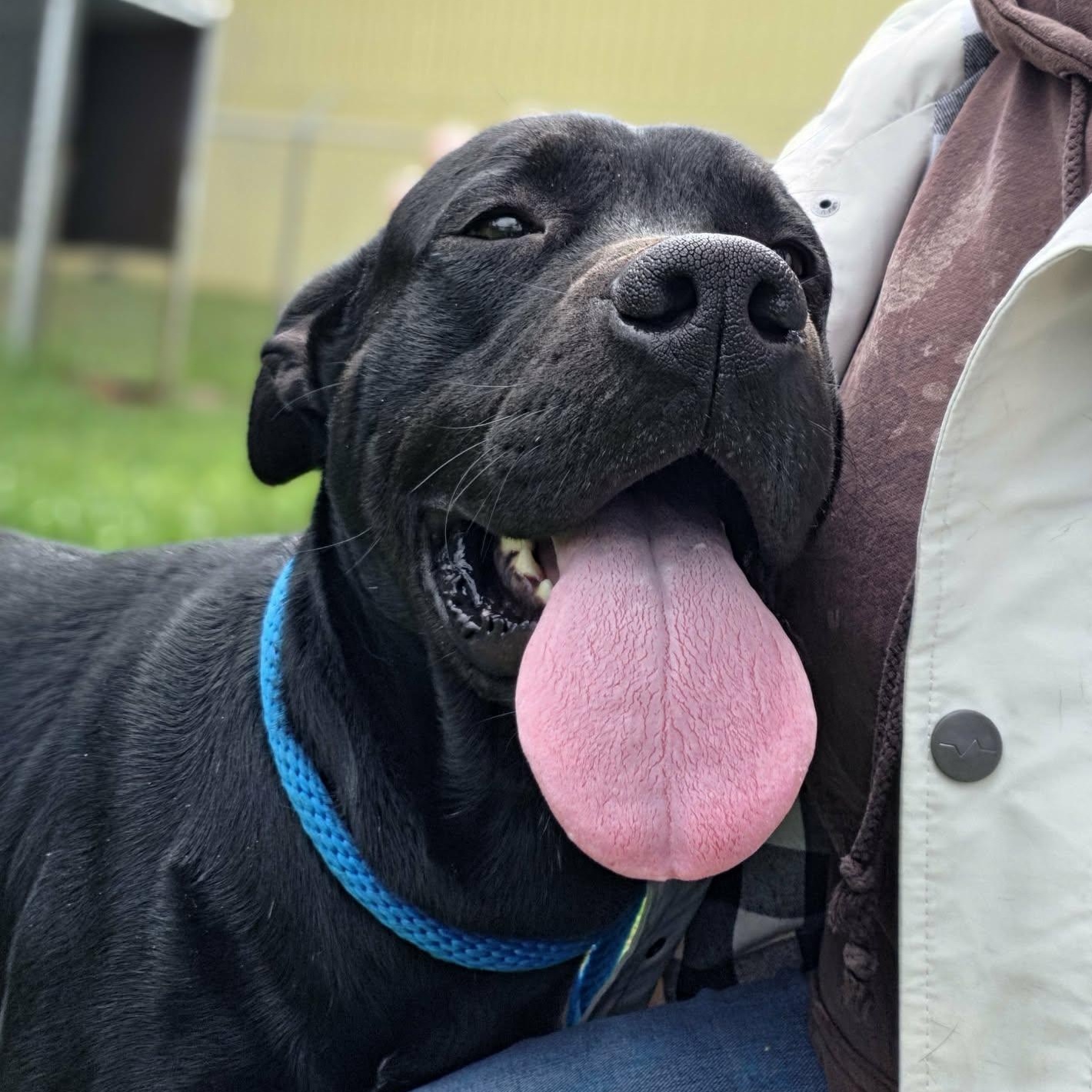 Enlarge Hoover, a ADOPTABLE mixed breed in Grants Pass, OR image 2/6