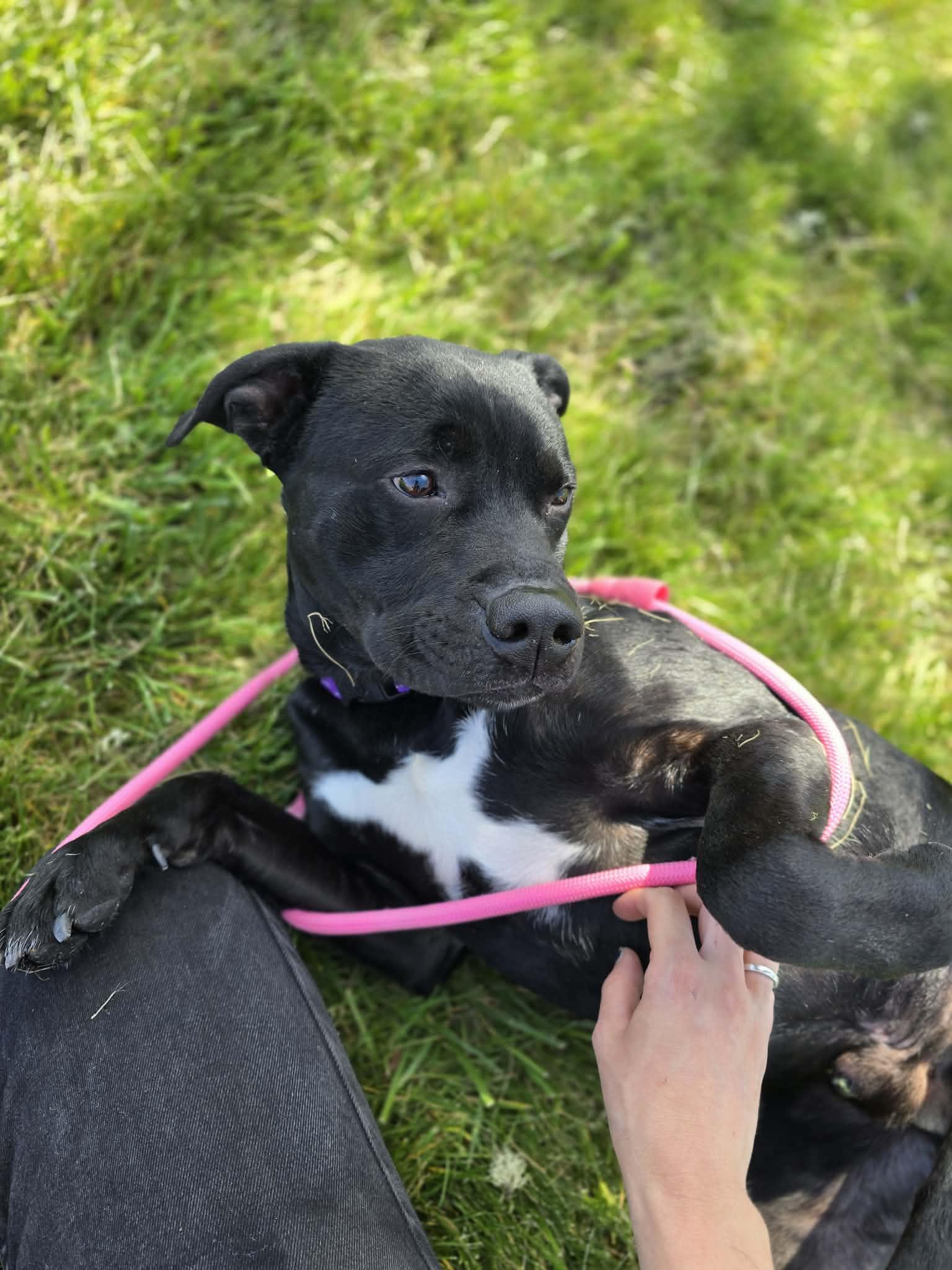 Enlarge Hoover, a ADOPTABLE mixed breed in Grants Pass, OR image 6/6
