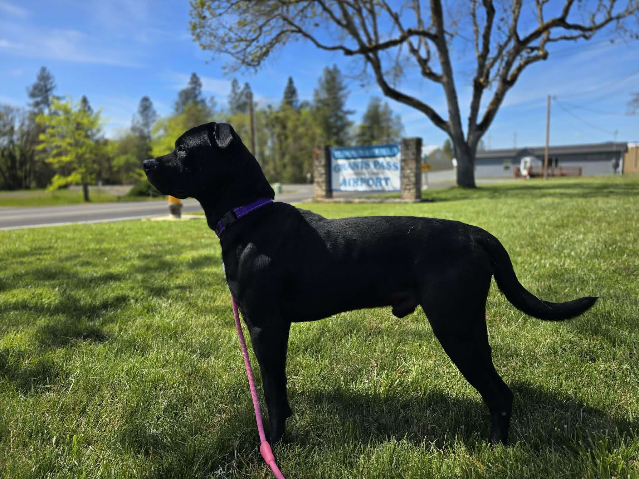 Enlarge Hoover, a ADOPTABLE mixed breed in Grants Pass, OR image 4/6