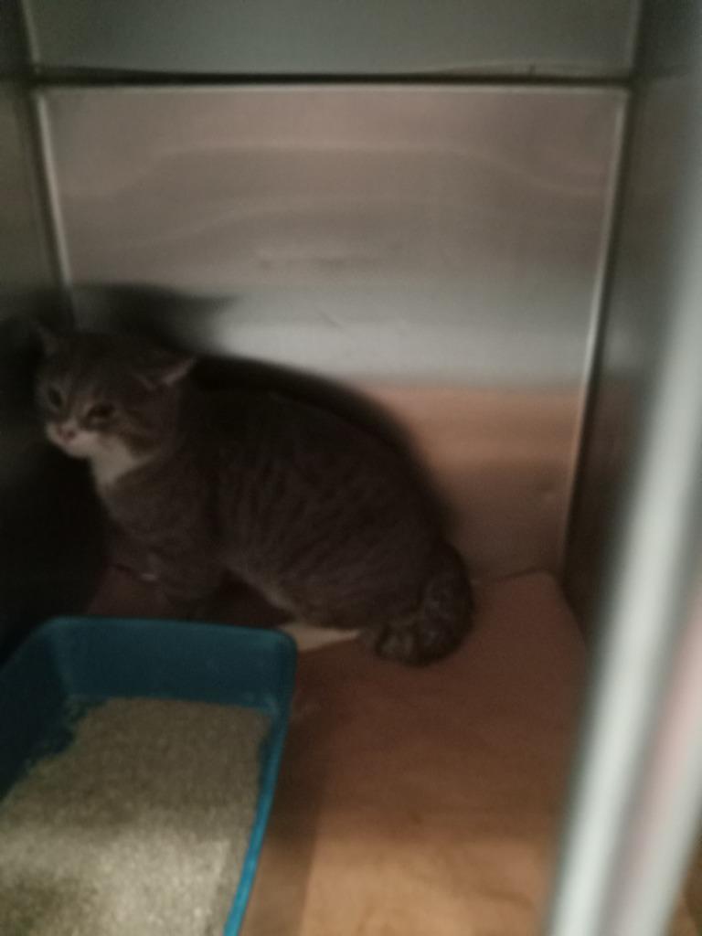 Link, Adoptable, Young Male Domestic Short Hair.