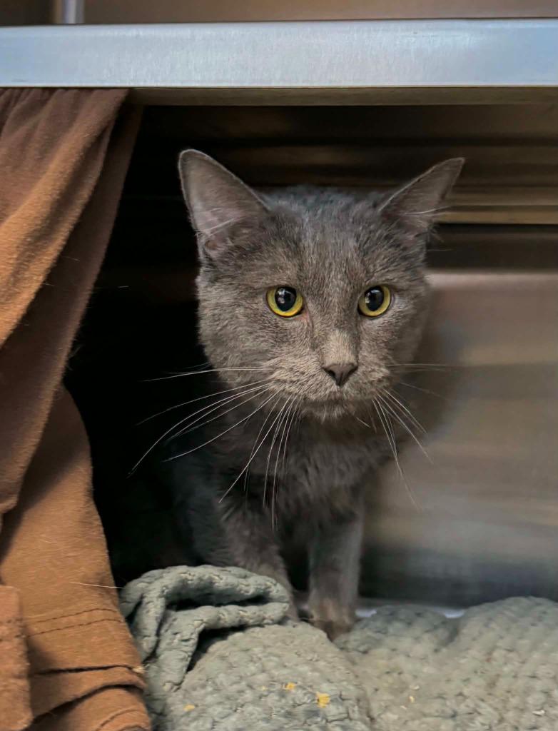 Aldo, Adoptable, Adult Male Domestic Short Hair.