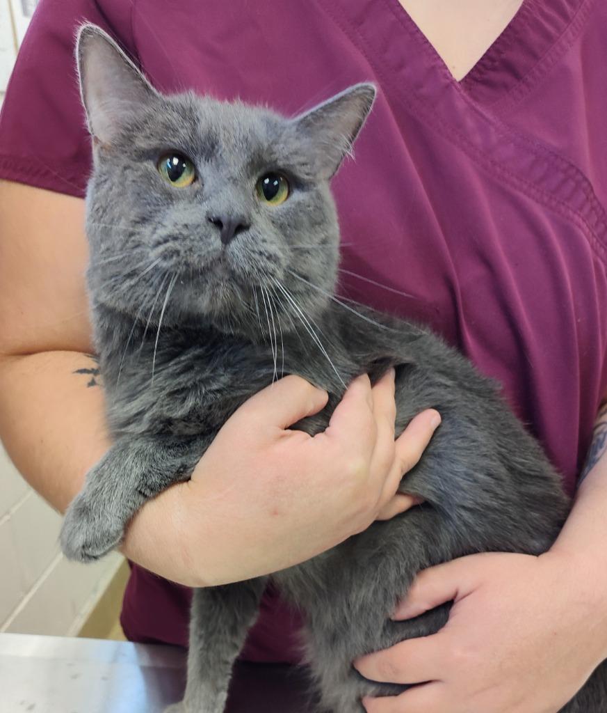 Enlarge Aldo, a Adoptable mixed breed in Grand Forks, ND image 2/2