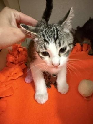 Theo, Adoptable, Kitten Male Domestic Short Hair & Domestic Short Hair.