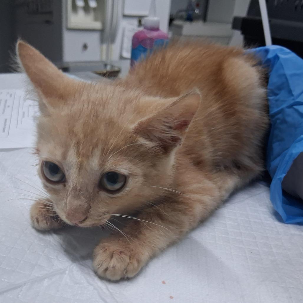 Purrsley, Adoptable, Kitten Male Domestic Short Hair.
