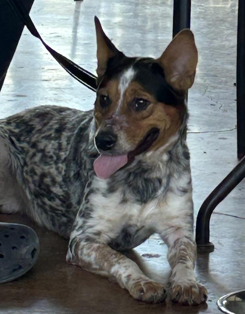 Enlarge King, a Adoptable mixed breed in New Braunfels, TX image 1/6