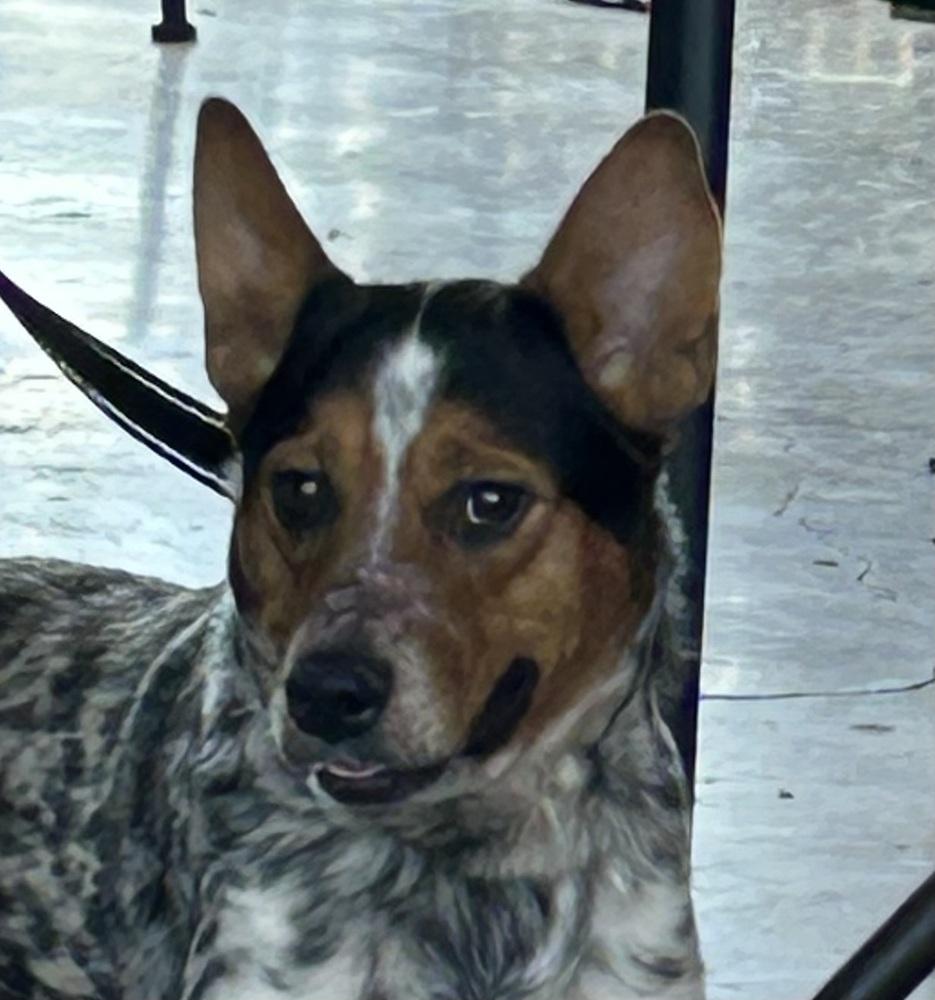 Enlarge King, a Adoptable mixed breed in New Braunfels, TX image 2/6