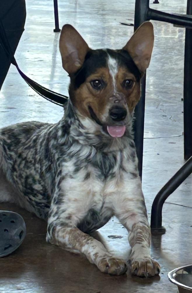 Enlarge King, a Adoptable mixed breed in New Braunfels, TX image 3/6