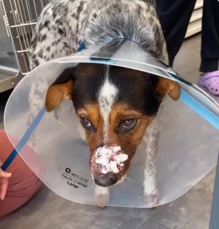 Enlarge King, a Adoptable mixed breed in New Braunfels, TX image 4/6