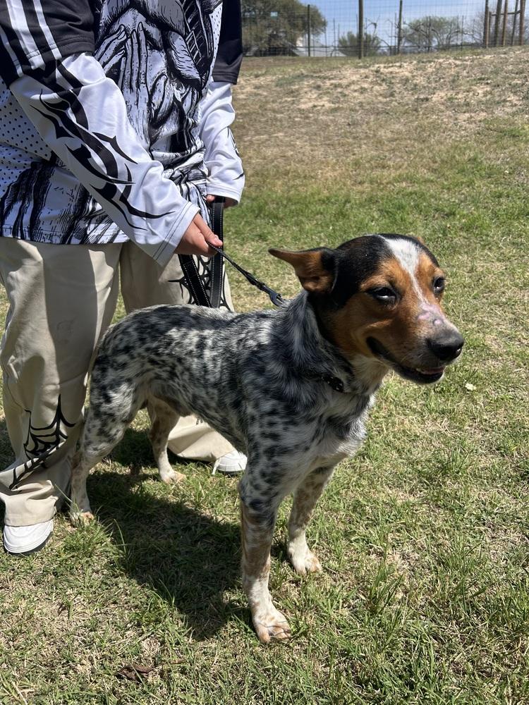 Enlarge King, a Adoptable mixed breed in New Braunfels, TX image 5/6