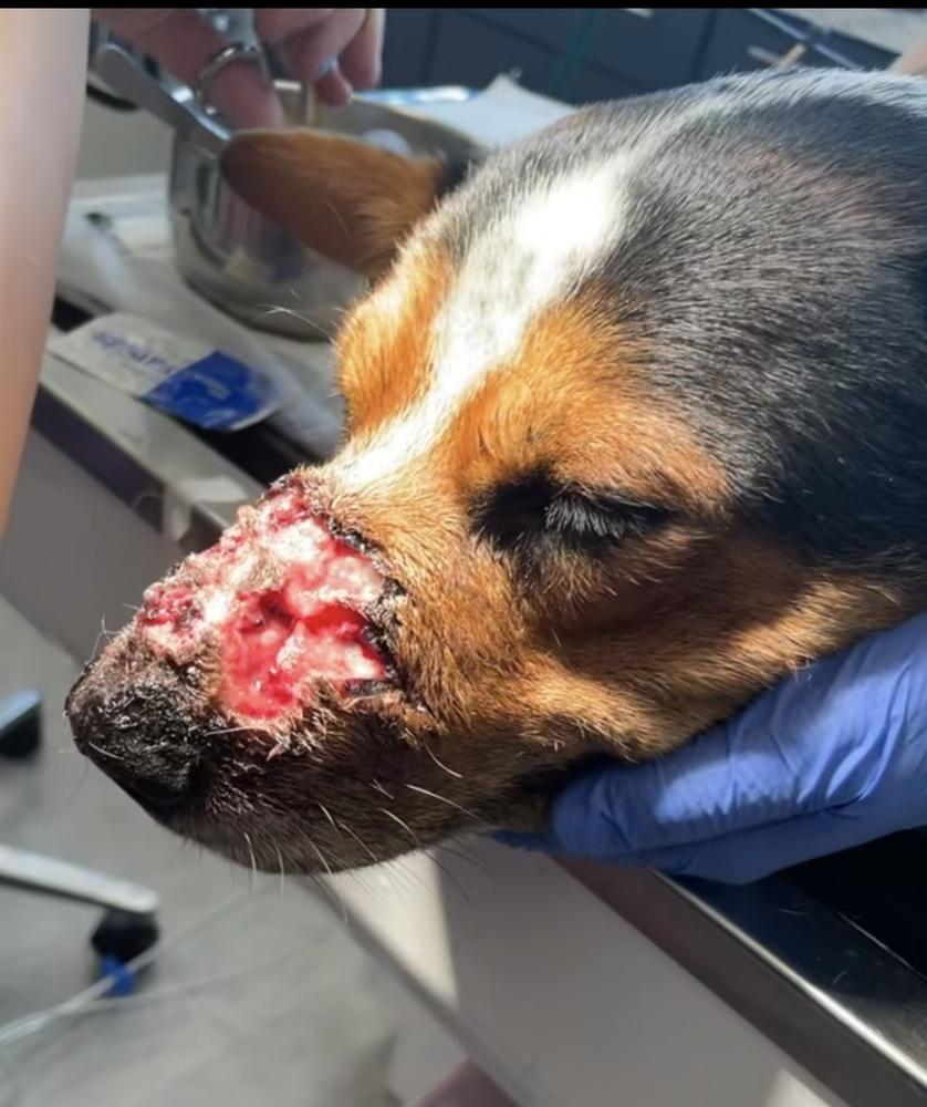 Enlarge King, a Adoptable mixed breed in New Braunfels, TX image 6/6