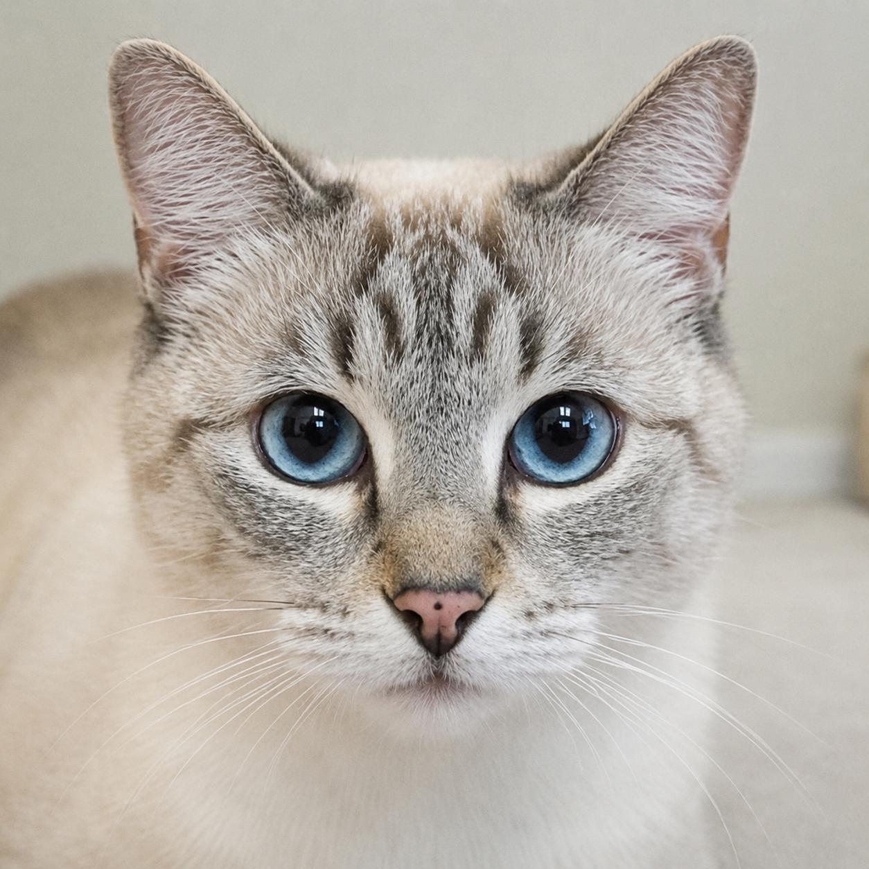 Misha, Adoptable, Adult Female Siamese & Tabby.