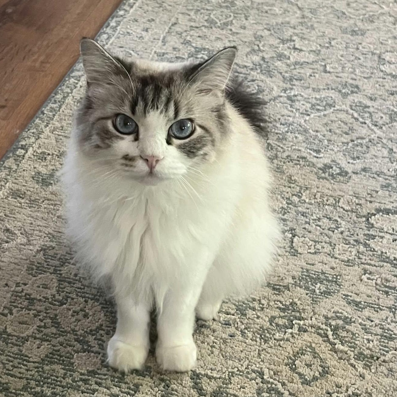 Lulu, Adoptable, Adult Female Siamese & Tabby.