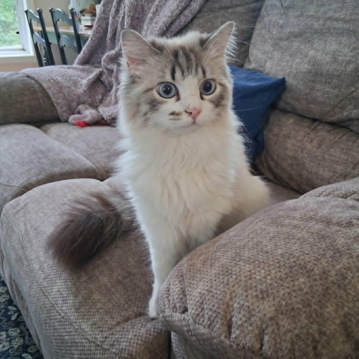 Enlarge Lulu, a Adoptable mixed breed in Rush, NY image 2/6