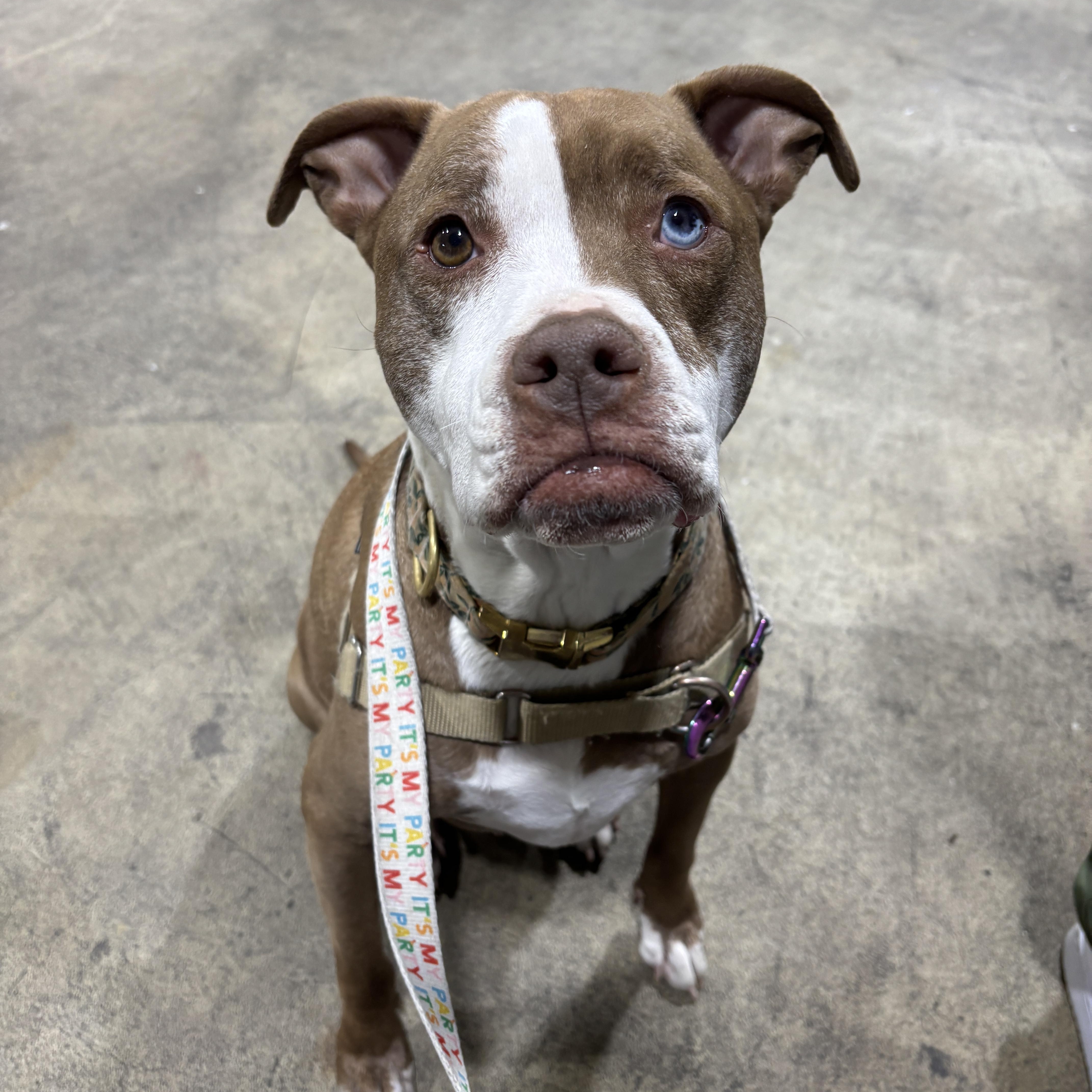 Enlarge Brigney, a Adoptable mixed breed in Medford, NJ image 1/5