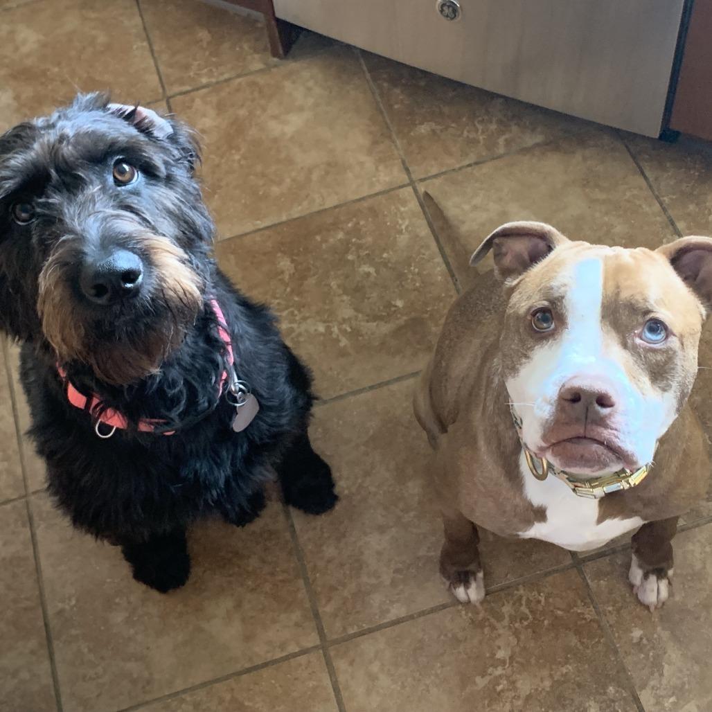 Enlarge Brigney, a Adoptable mixed breed in Medford, NJ image 4/5