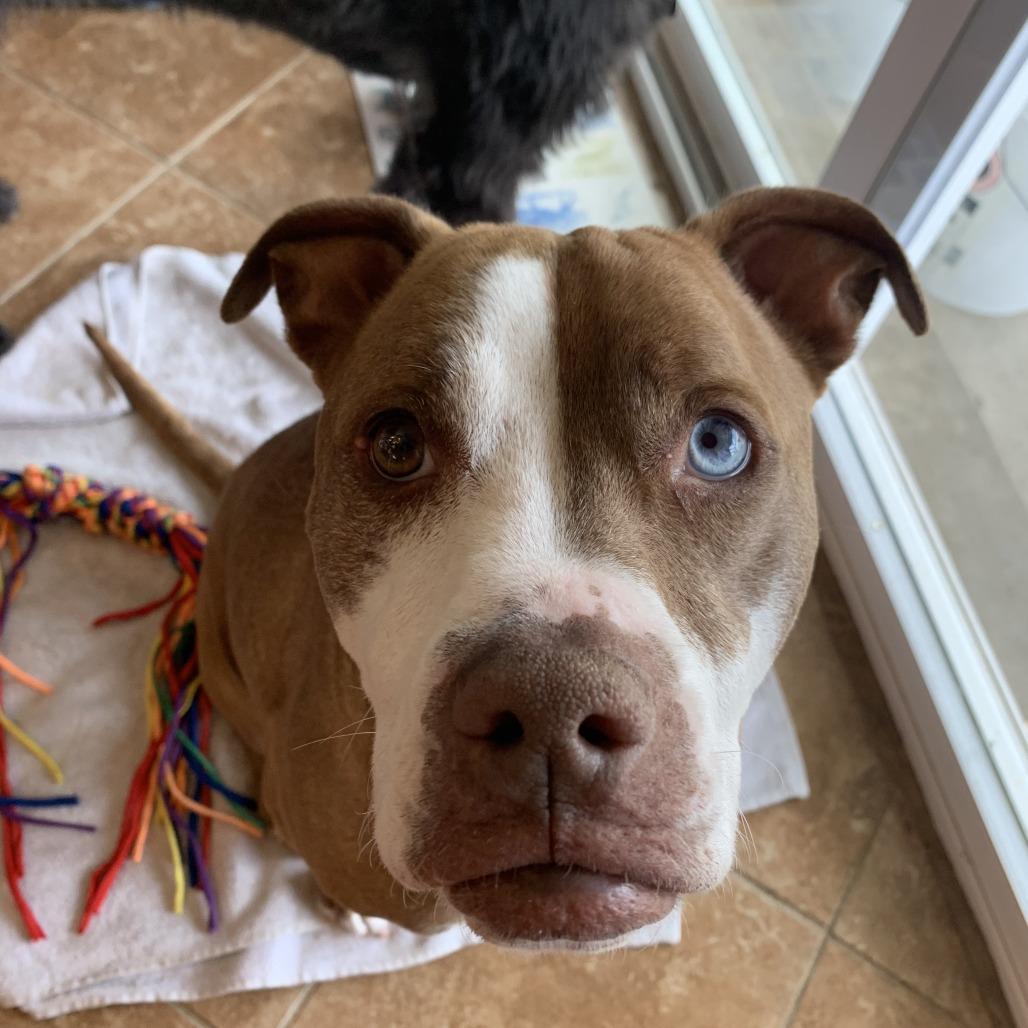 Enlarge Brigney, a Adoptable mixed breed in Medford, NJ image 2/5