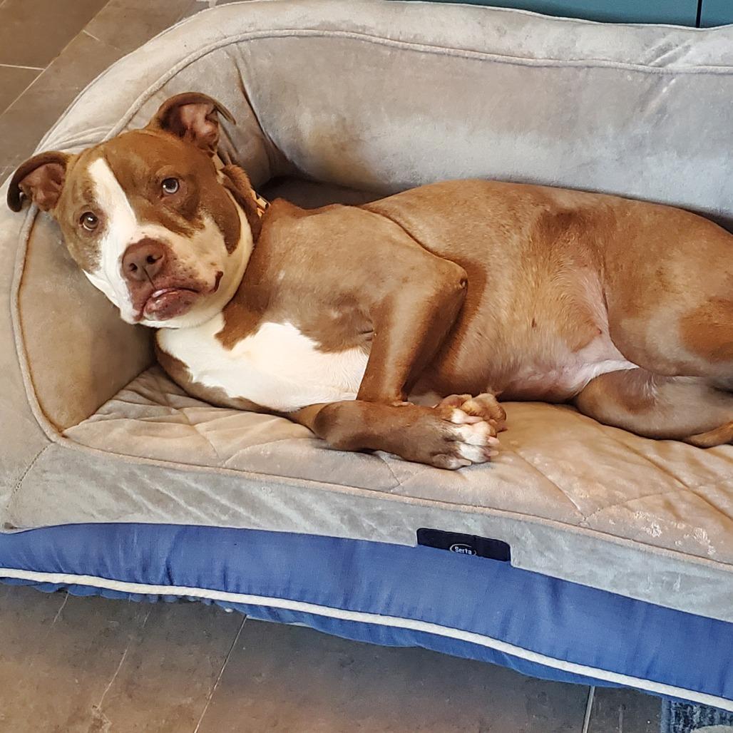 Enlarge Brigney, a Adoptable mixed breed in Medford, NJ image 5/5