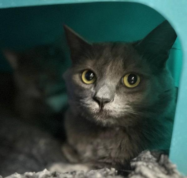Enlarge Onyx, a Adoptable mixed breed in Sherwood, OR image 1/1
