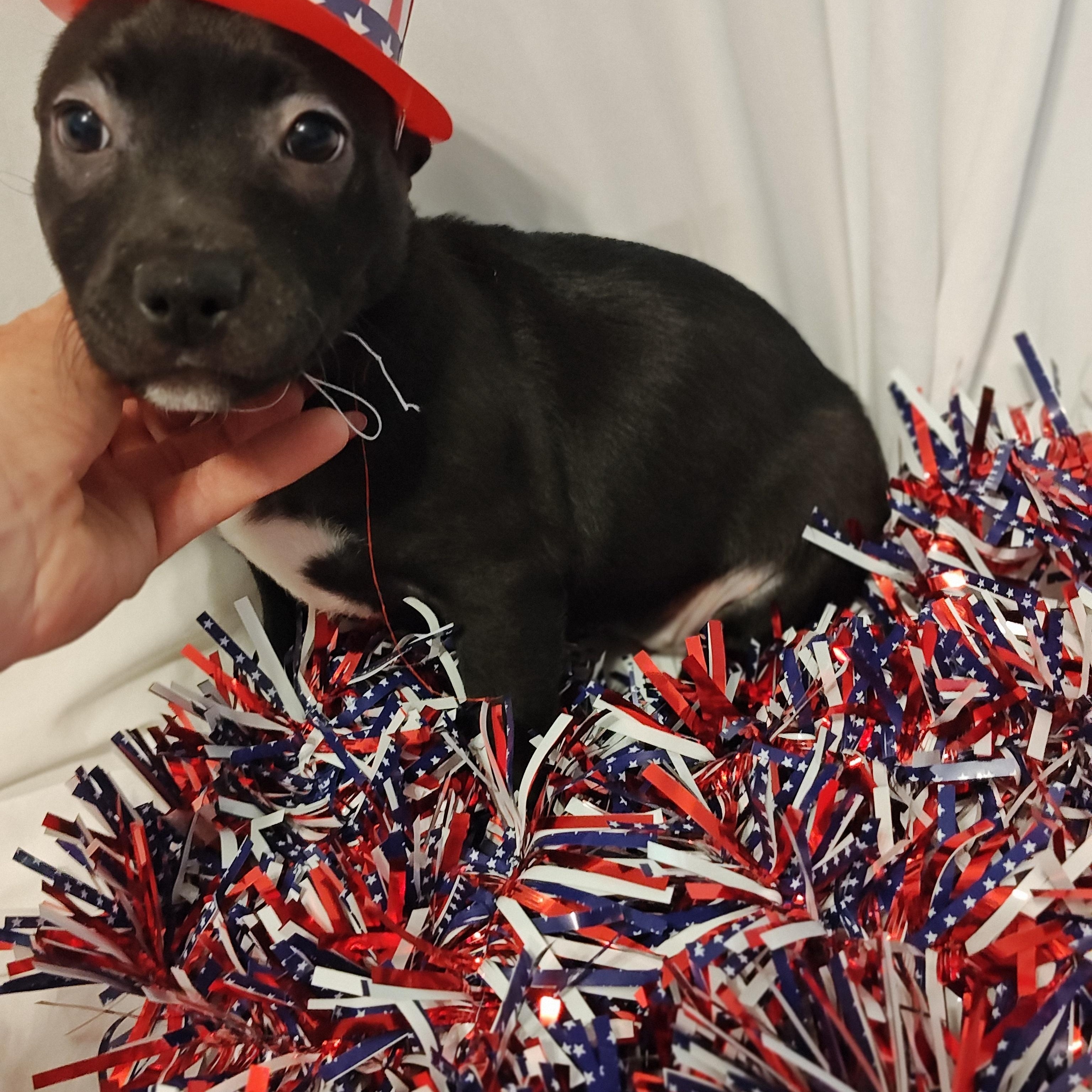 Rosie, Baby Female Terrier