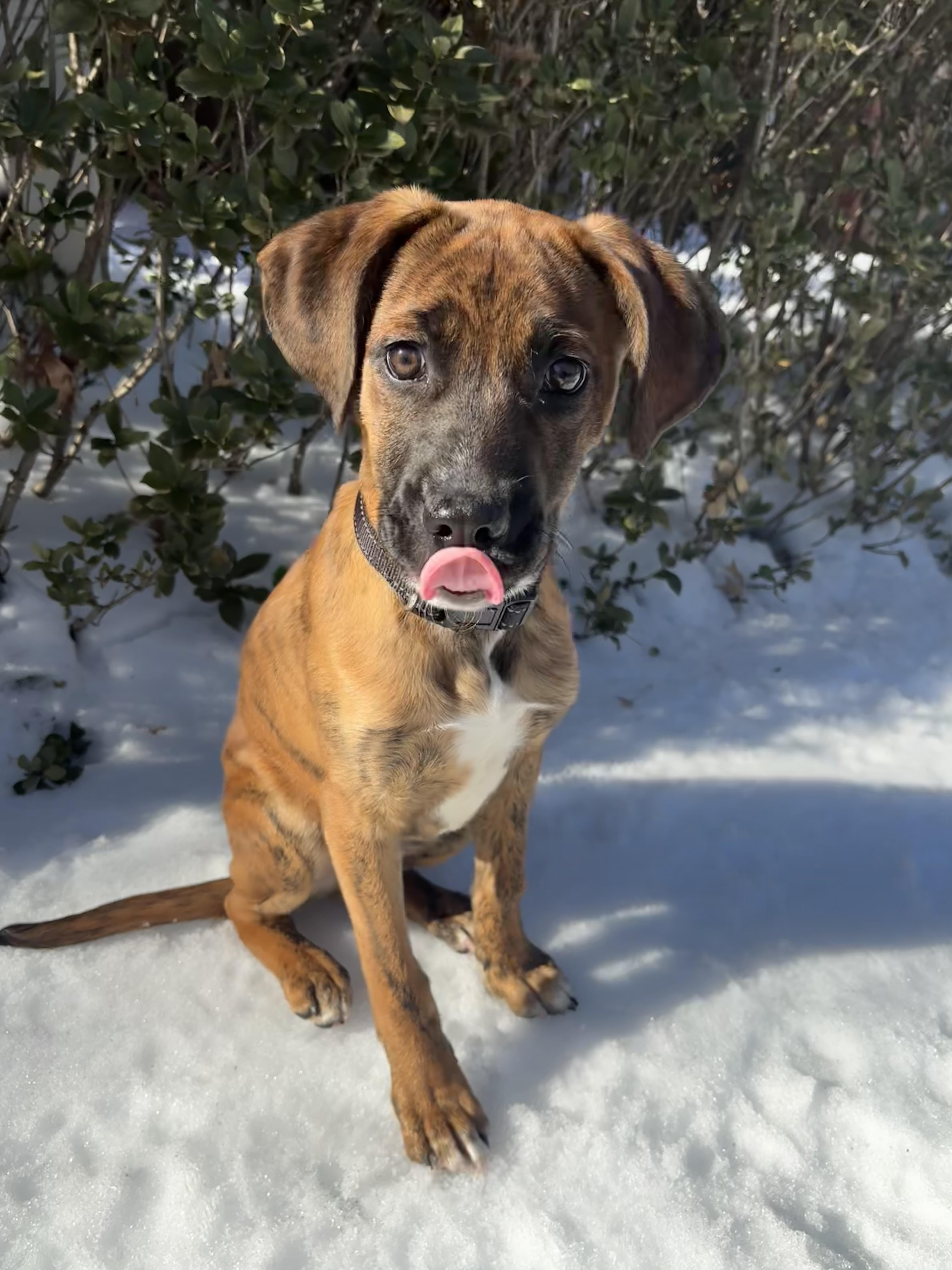 Gatsby, ADOPTABLE, Puppy Male Plott Hound & German Shepherd Dog.