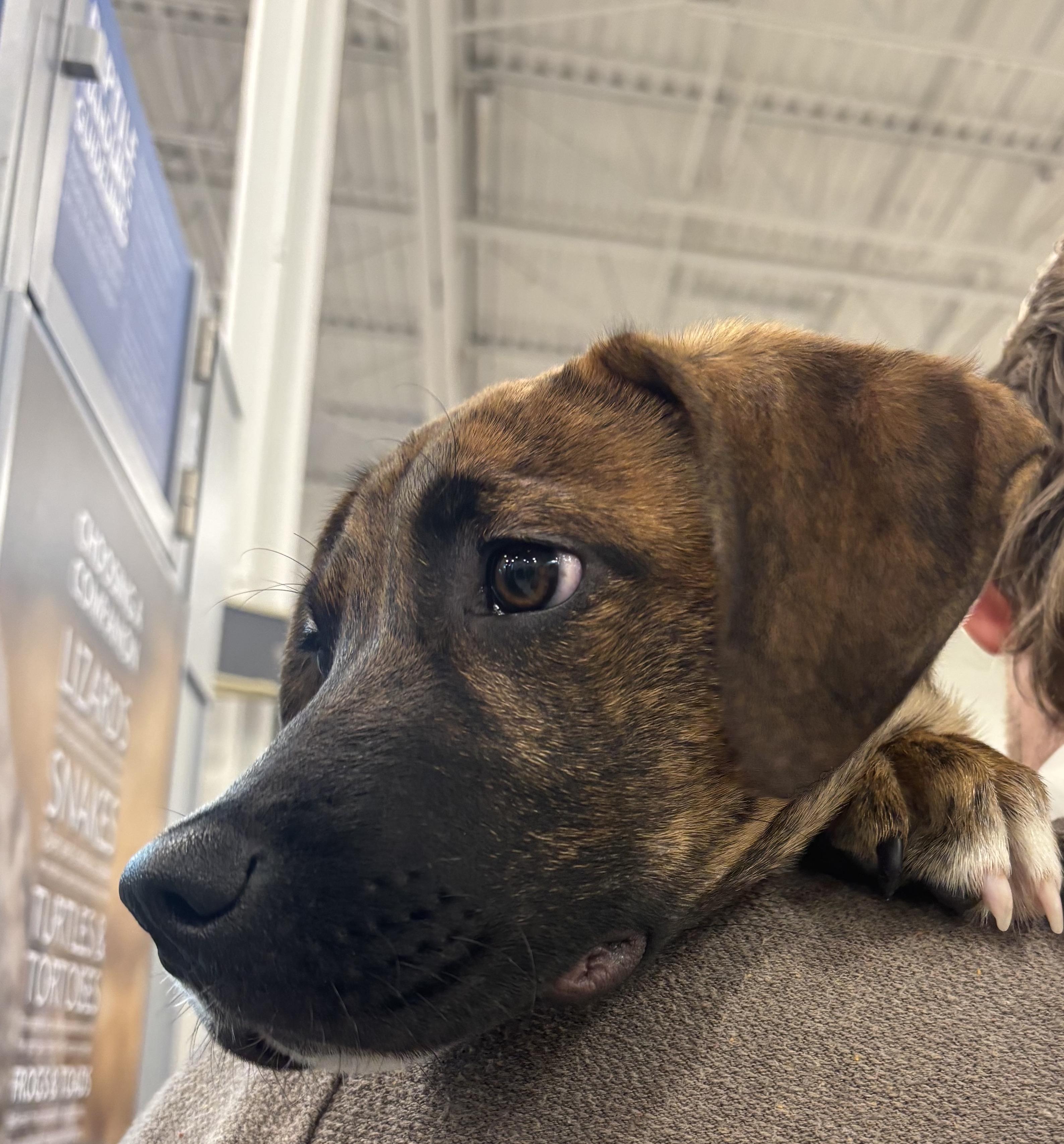 Enlarge Gatsby, a ADOPTABLE mixed breed in Silver Spring, MD image 3/4