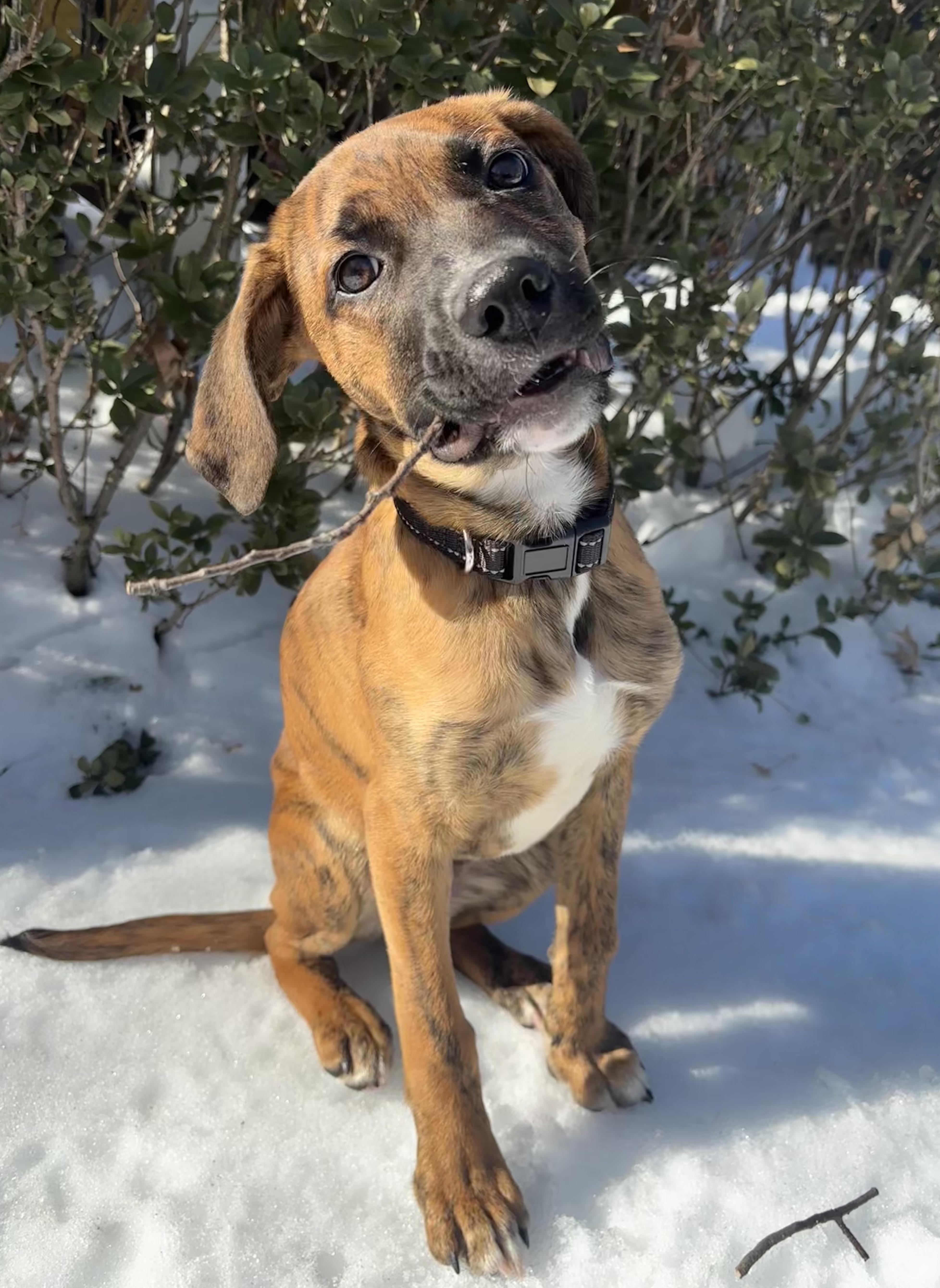 Enlarge Gatsby, a ADOPTABLE mixed breed in Silver Spring, MD image 2/4