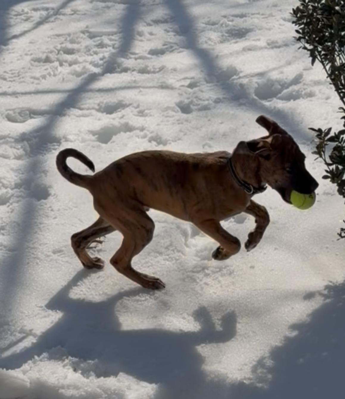 Enlarge Gatsby, a ADOPTABLE mixed breed in Silver Spring, MD image 4/4