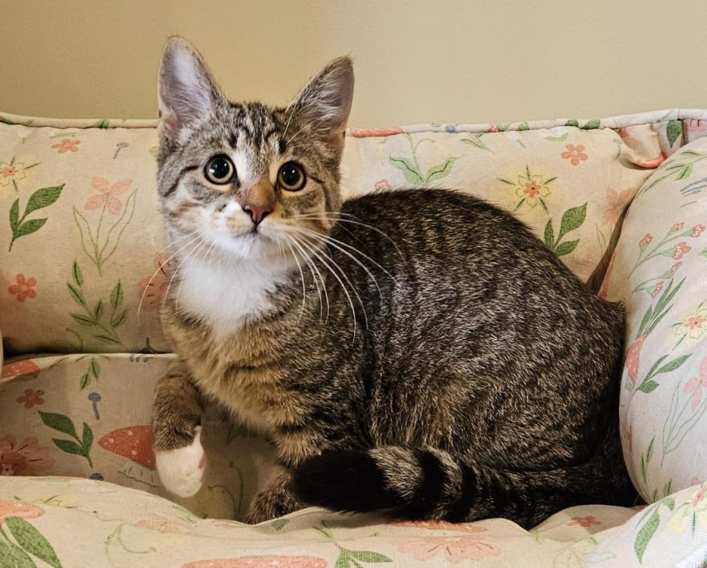 Enlarge Daisy, a Adoptable mixed breed in Fremont, OH image 1/1