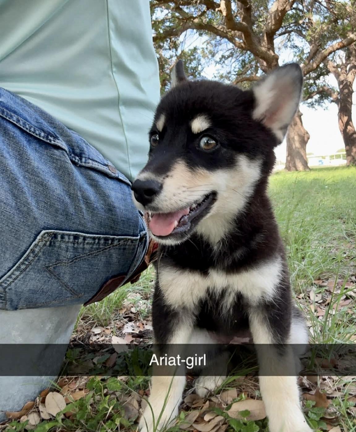 Enlarge Ariat, an adopted mixed breed in Pittsburgh, PA image 2/5