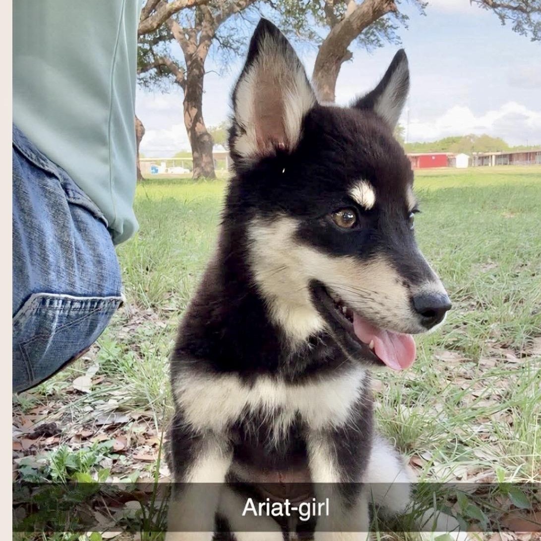 Enlarge Ariat, an adopted mixed breed in Pittsburgh, PA image 3/5