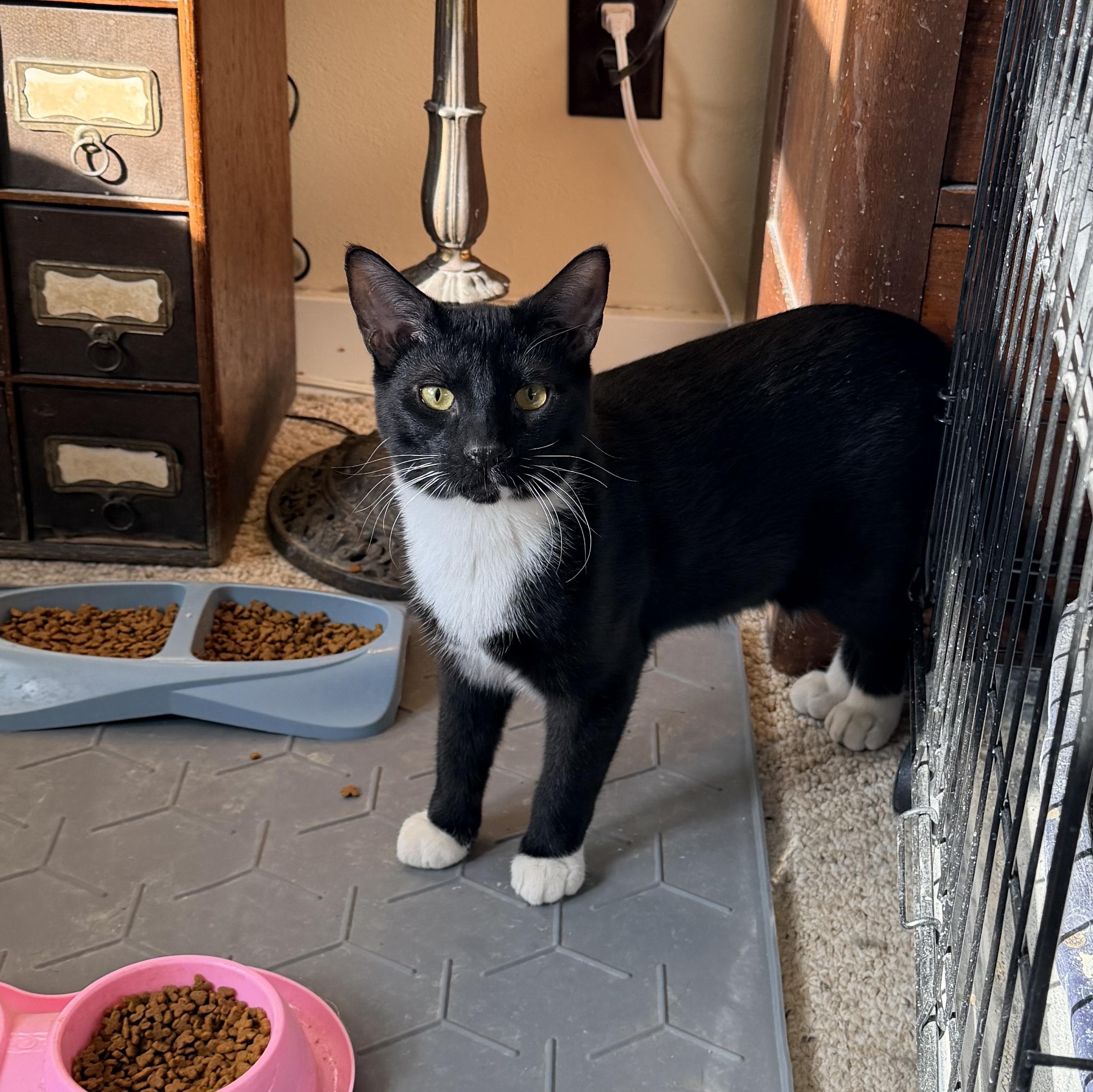 Pueblo, a Adoptable Domestic Medium Hair in Menasha, WI image 1/3