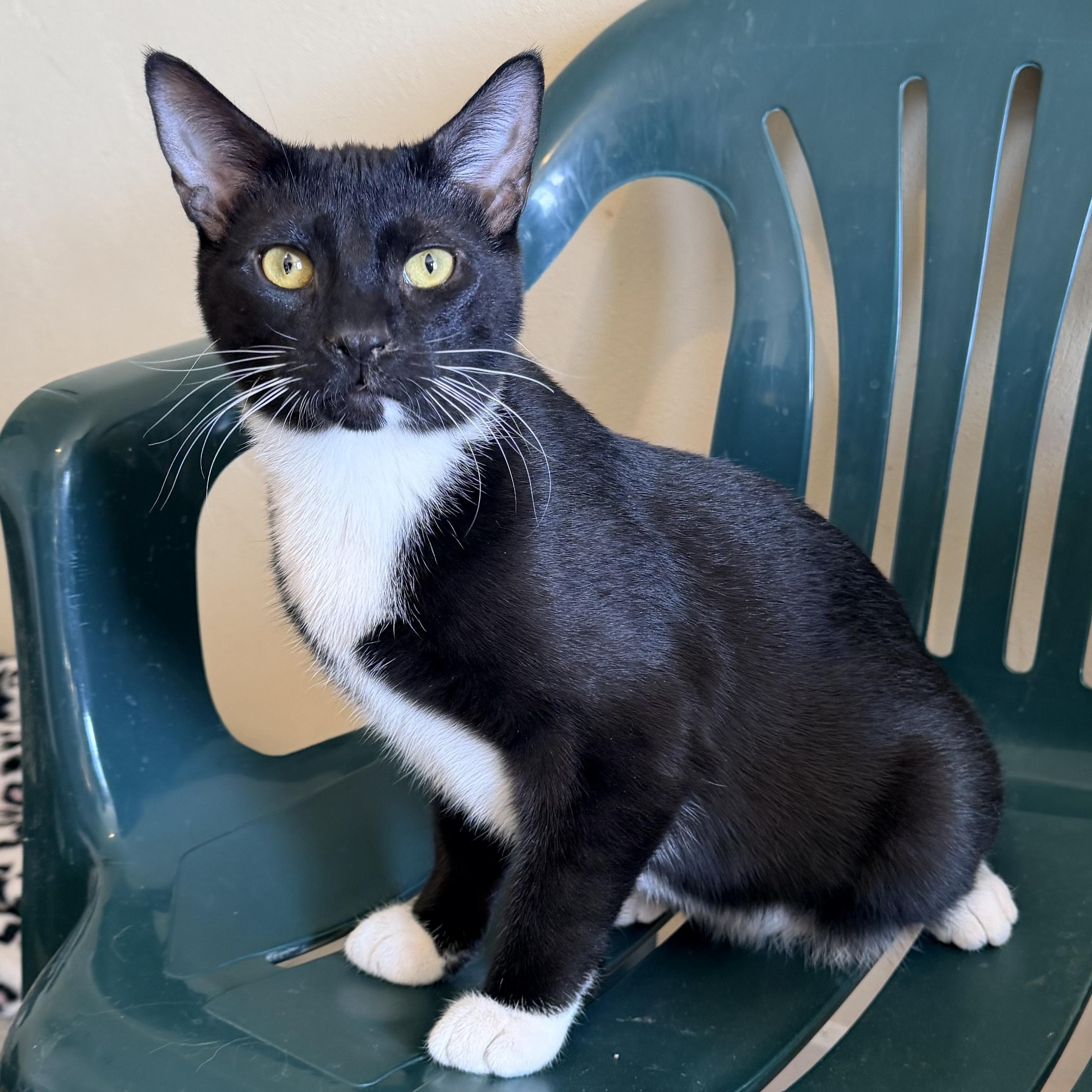 Pueblo, a Adoptable Domestic Medium Hair in Menasha, WI image 3/3