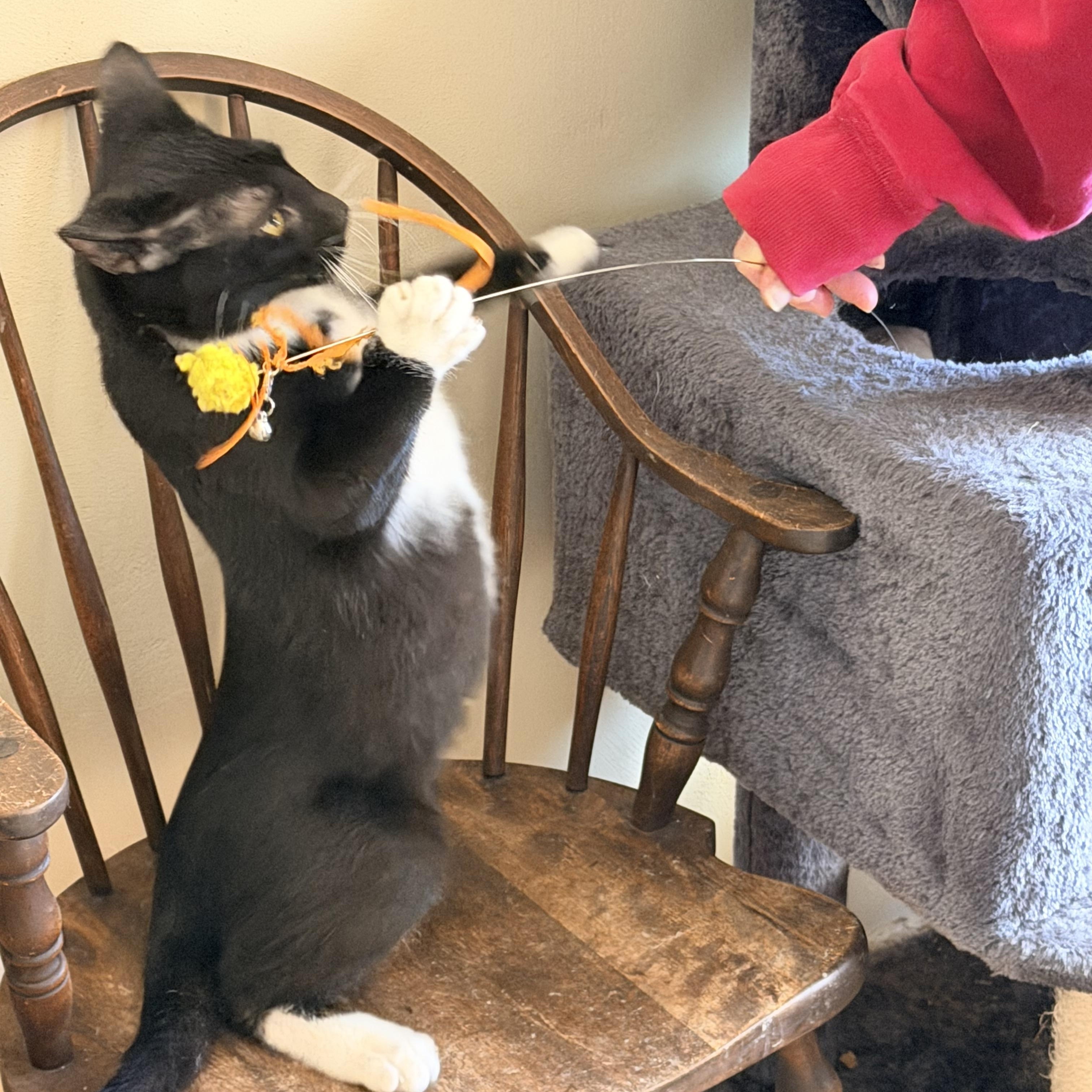 Pueblo, a Adoptable Domestic Medium Hair in Menasha, WI image 2/3