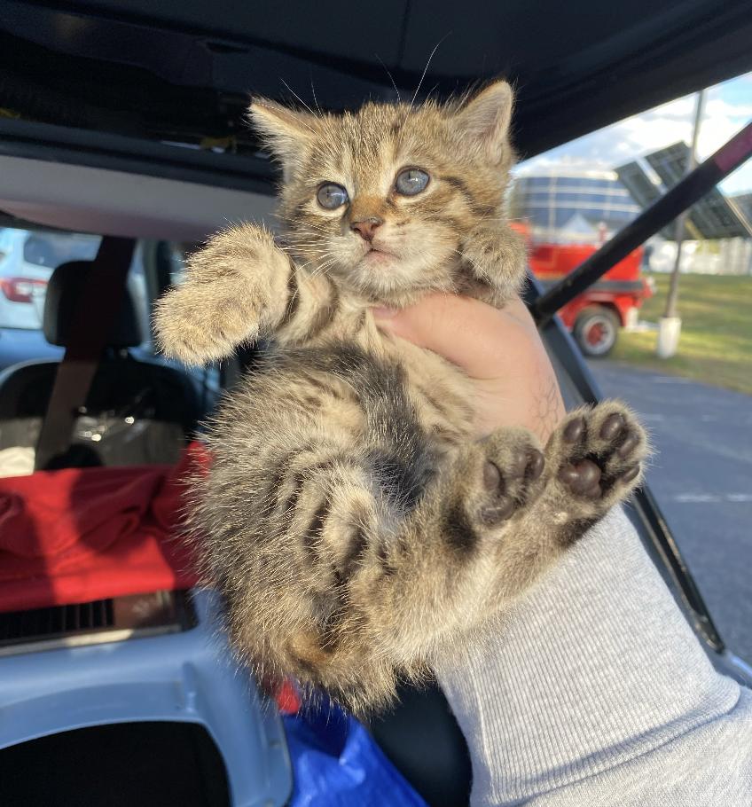Enlarge Beck, a Adoptable Domestic Short Hair in Red Hook, NY image 6/6