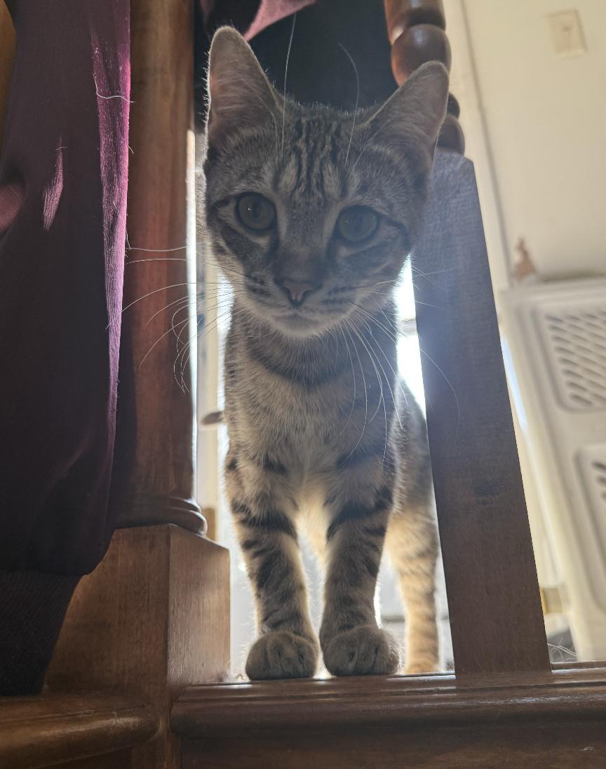 Enlarge Beck, a Adoptable Domestic Short Hair in Red Hook, NY image 5/6