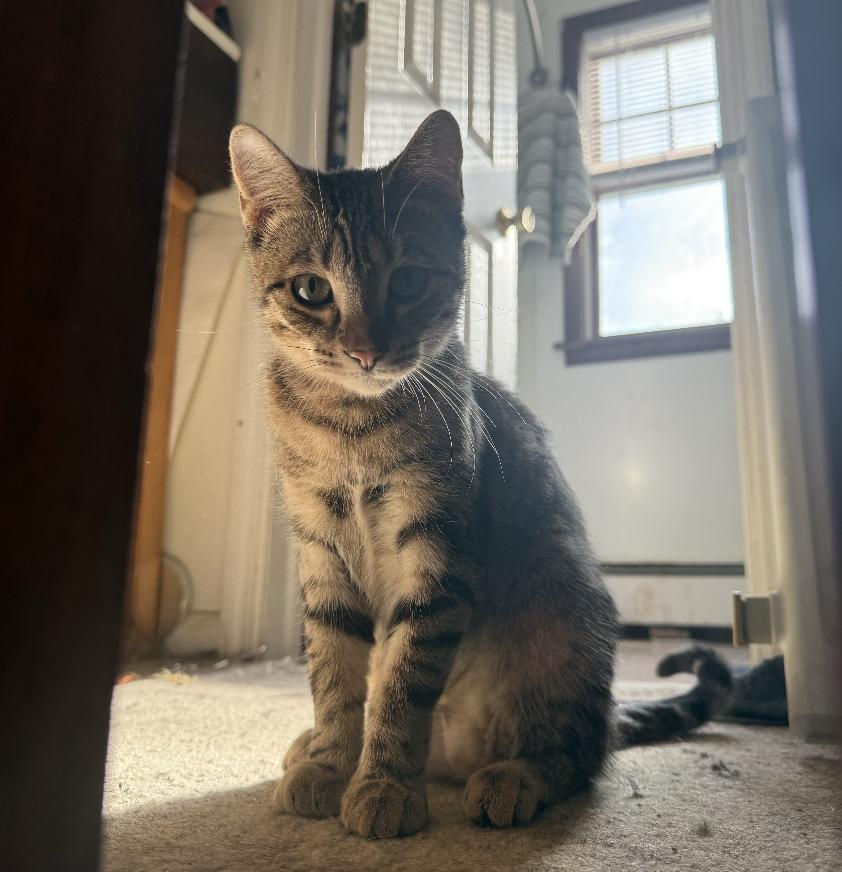 Beck, Adoptable, Kitten Female Domestic Short Hair.