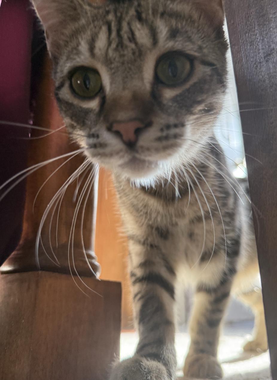 Enlarge Beck, a Adoptable Domestic Short Hair in Red Hook, NY image 4/6