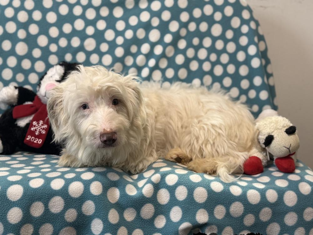 Pinky, Adoptable, Young Female Aussiedoodle.