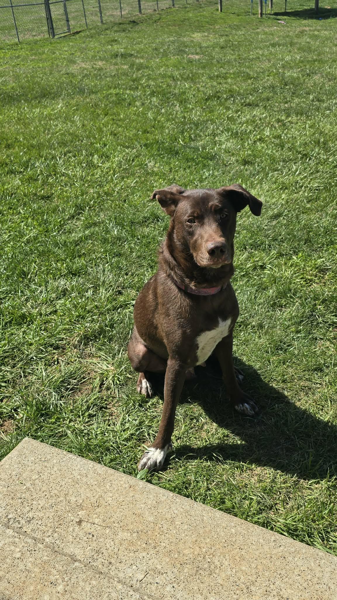 Enlarge Freya, a ADOPTABLE mixed breed in Shelbyville, KY image 3/3