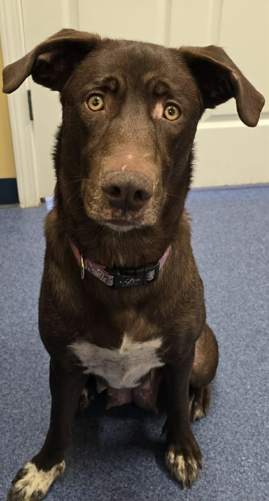 Enlarge Freya, a ADOPTABLE mixed breed in Shelbyville, KY image 2/3